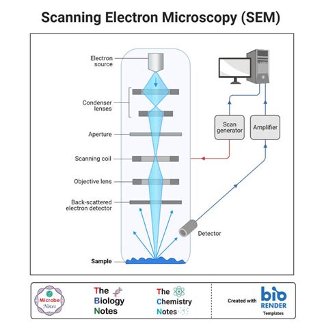 Scanning Electron Microscopy Working Principle .